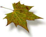 Fallen Leaf